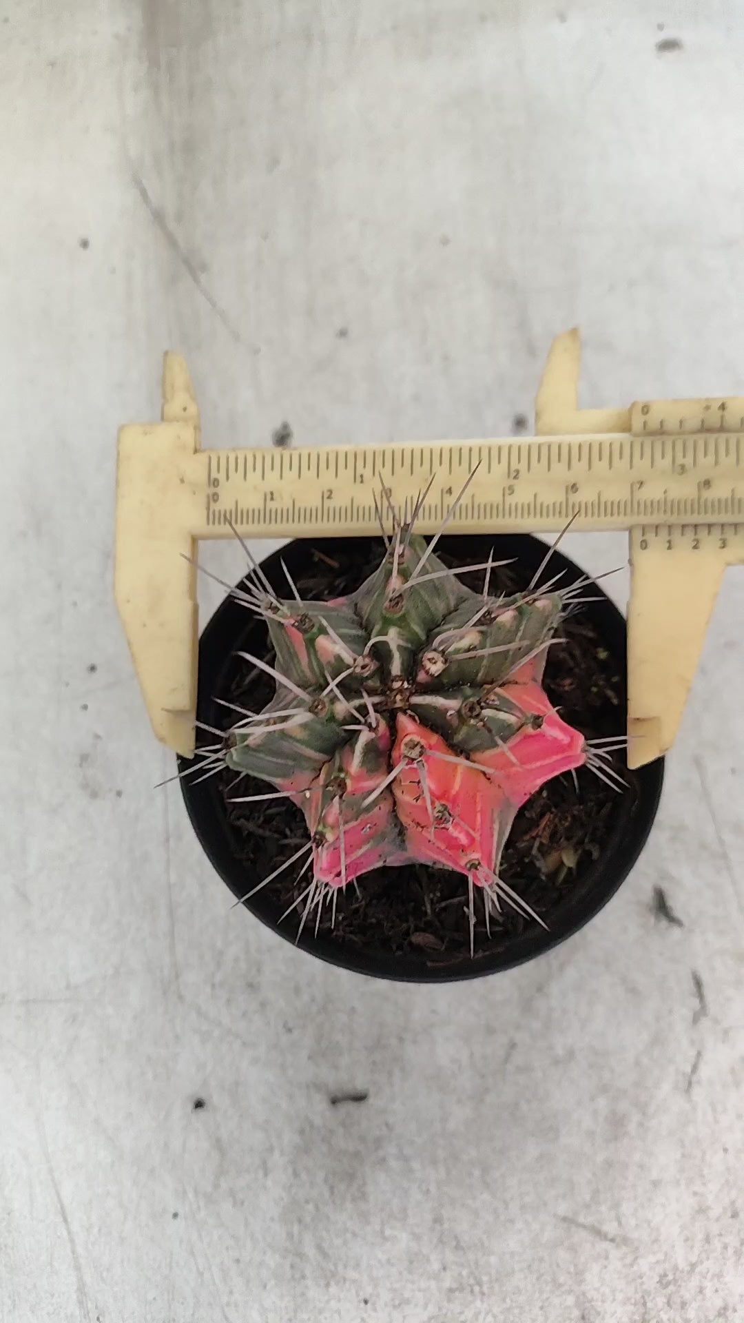 GYMNOCALYCIUM Mihanovichii "Variegata" Nº 708 – vaso 09