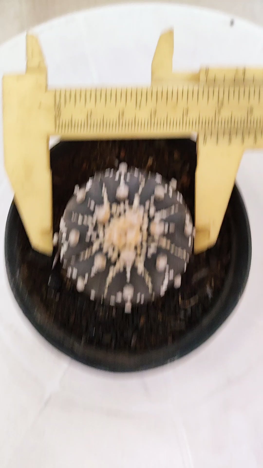 ASTROPHYTUM ASTERIAS “Purple”  Nº 1251 – vaso 09