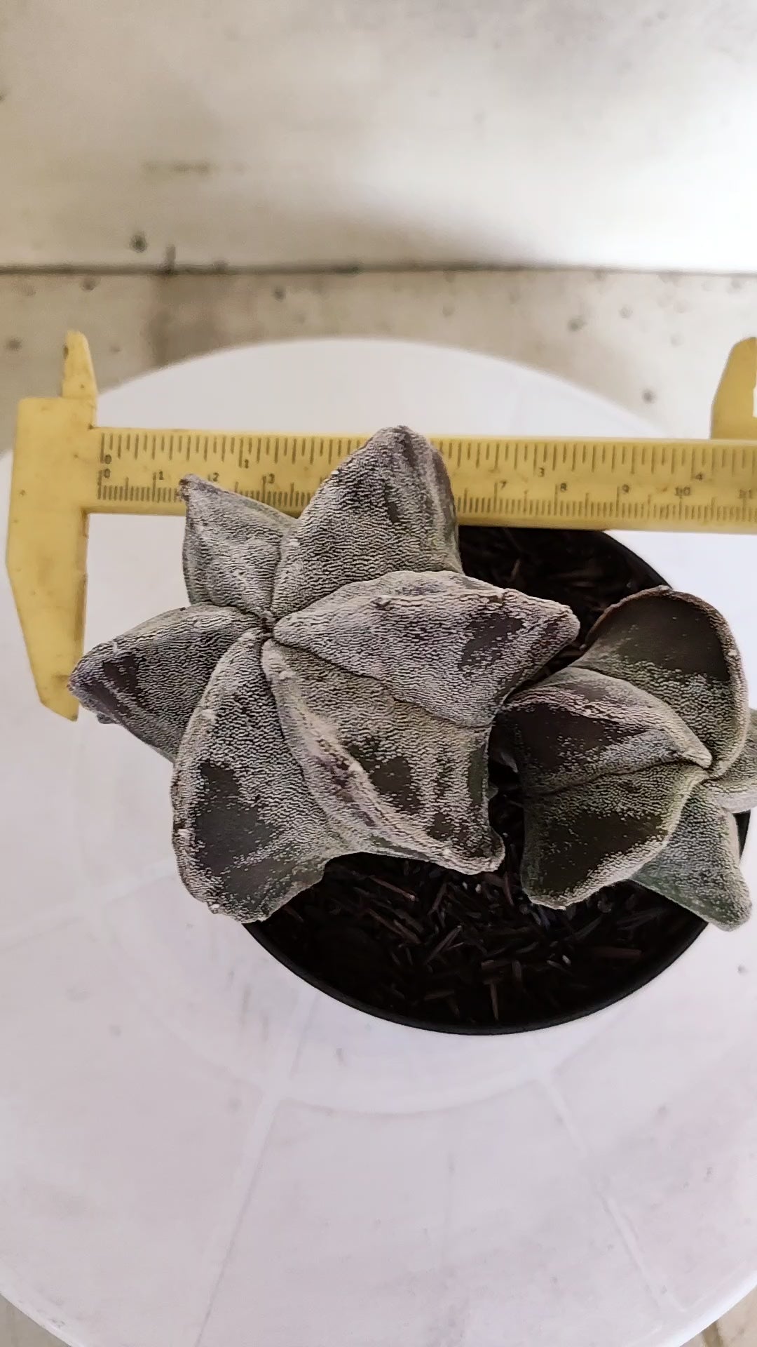 ASTROPHYTUM MYRIOSTIGMA "Bicéfalo"   Nº 1155  – vaso 11