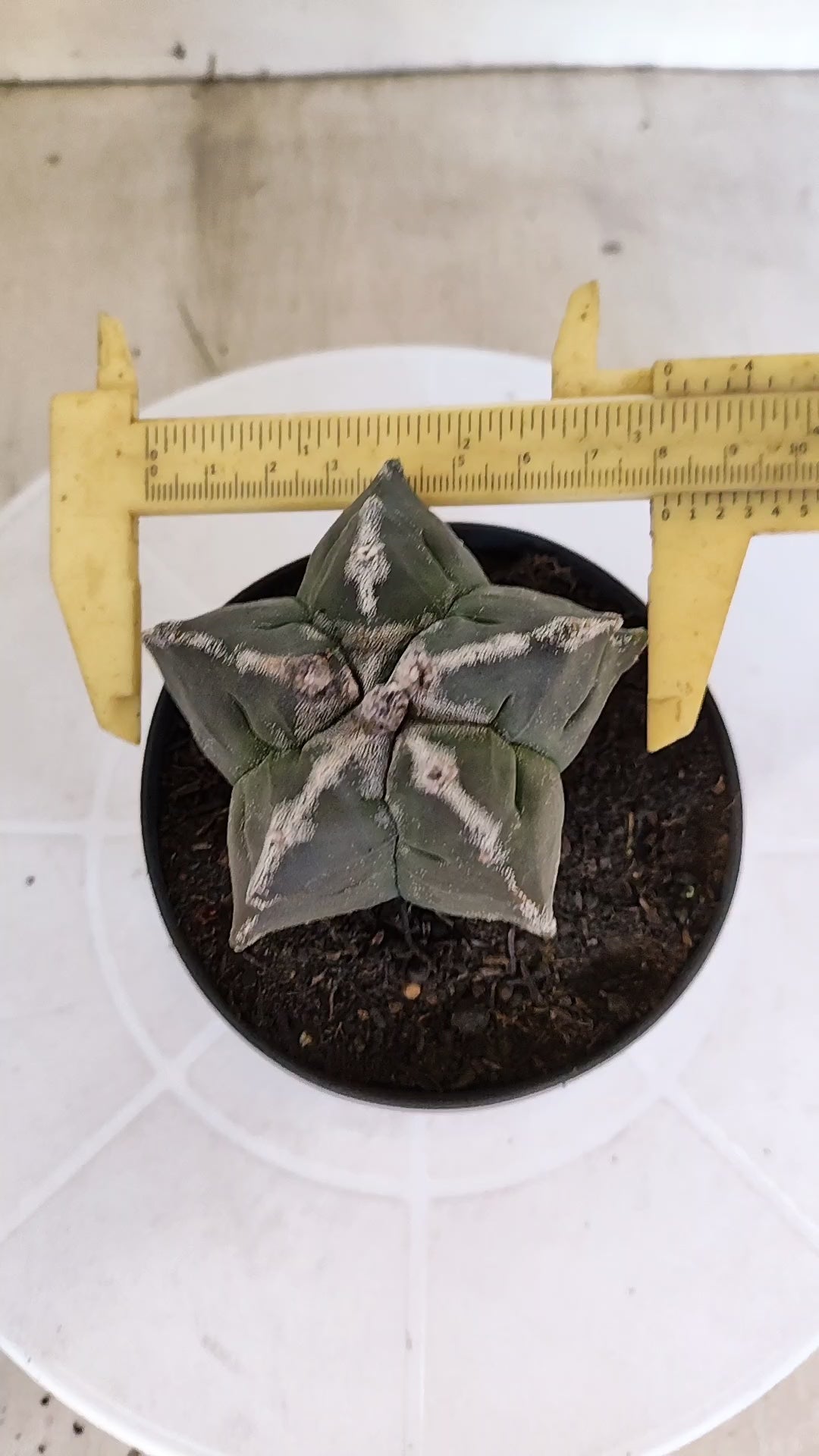 ASTROPHYTUM cv KIKKO  Nº 1175 – vaso 11