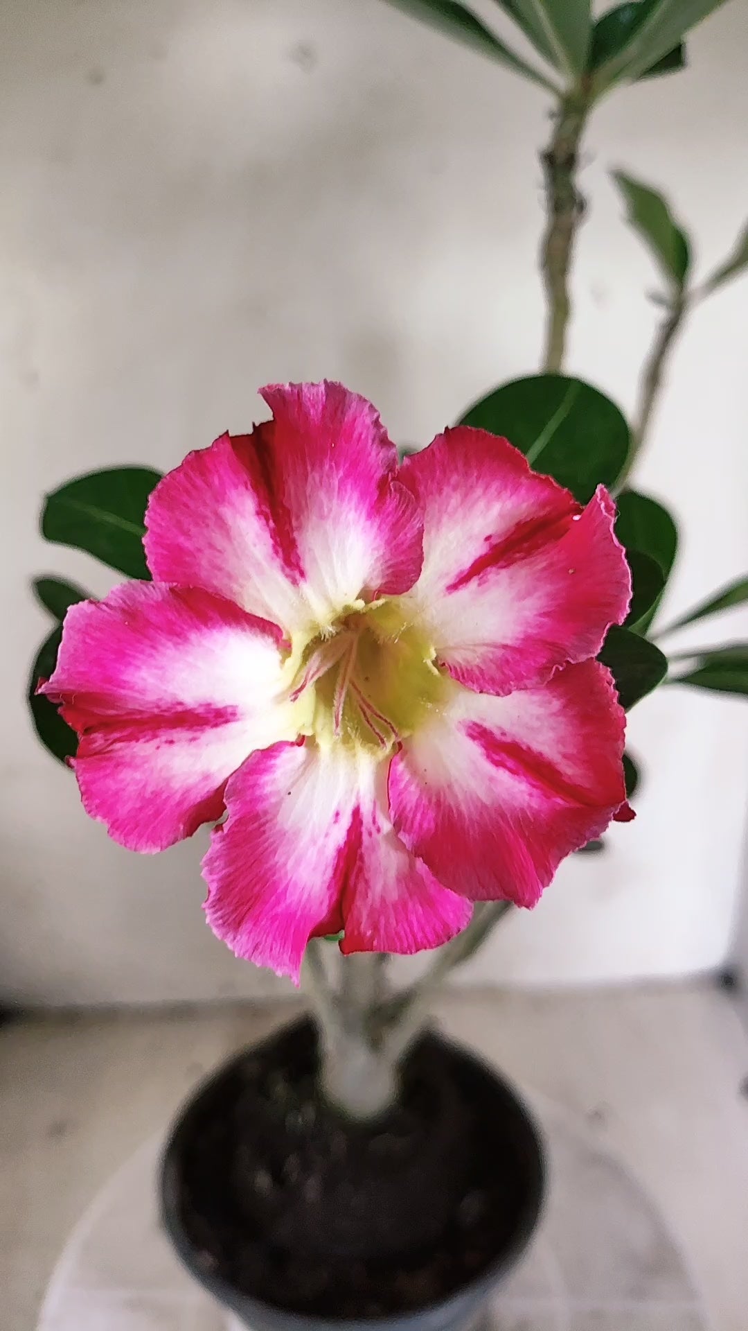 Planta Simples 3674 – 35cm – 02 anos - vaso 15