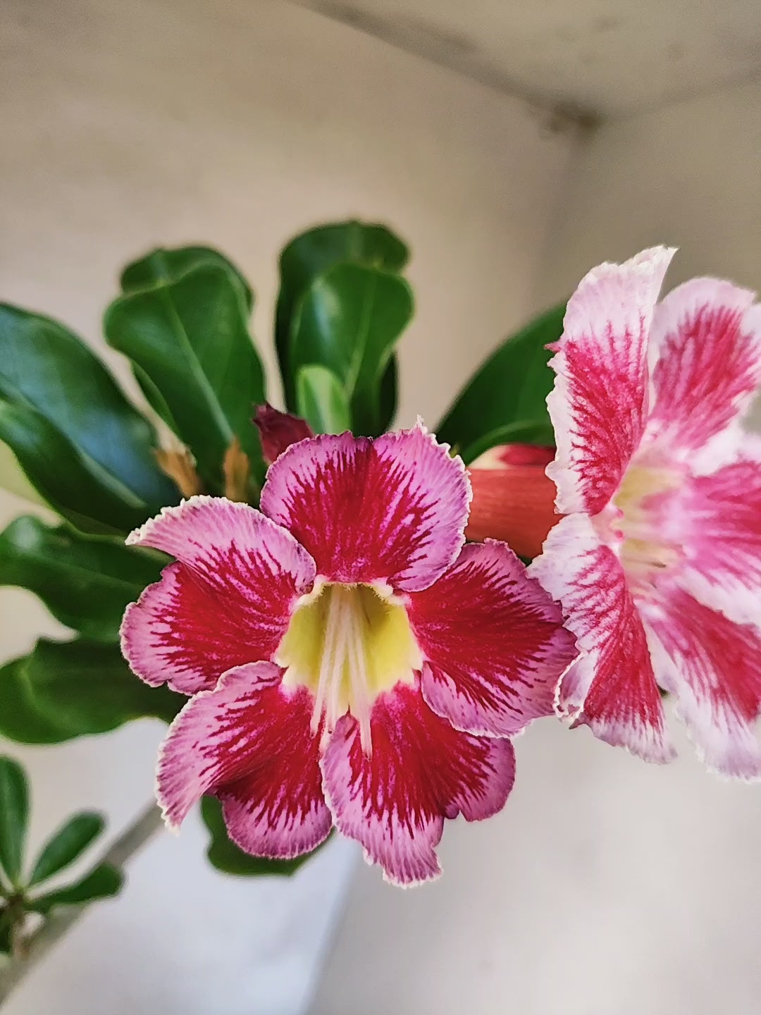 Planta Simples 3501 – 40cm – 03 anos "Santa Claus"