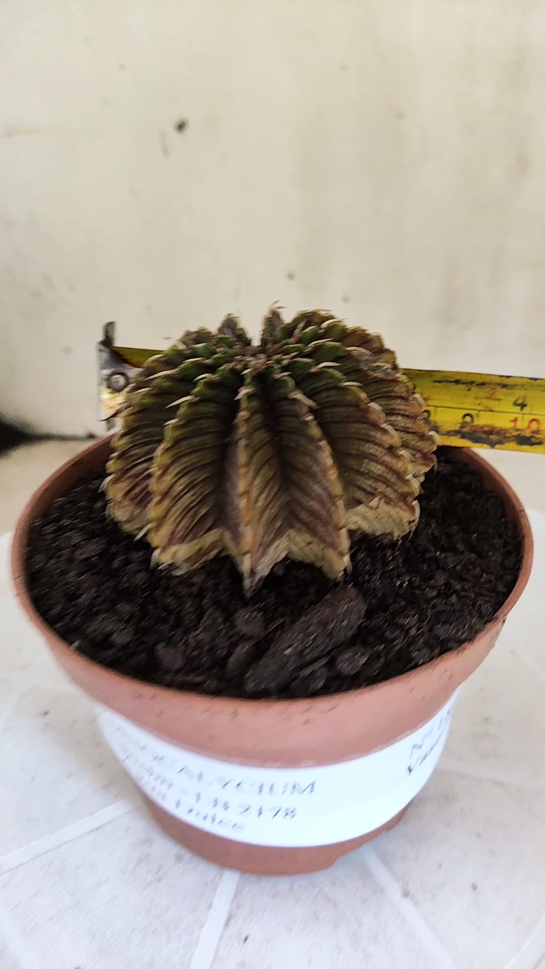 GYMNOCALYCIUM Friedrichii LB 2178 "Agua Dulce" - Nº 1800 – vaso 11