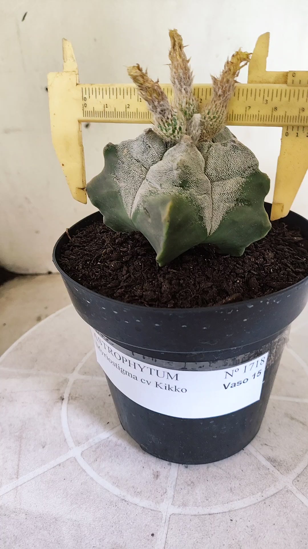 MATRIZ ASTROPHYTUM cv KIKKO  Nº 1717 – vaso 15