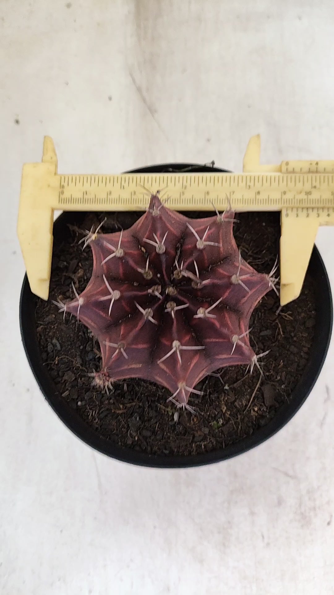 Gymnocalycium Mihanovichii “Purple” Nº 710 – vaso 15