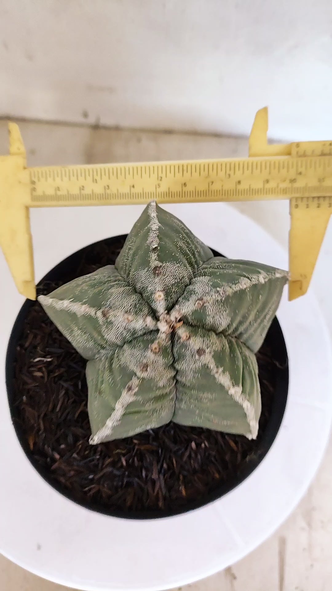 MATRIZ ASTROPHYTUM cv KIKKO   Nº 1119 – vaso 15