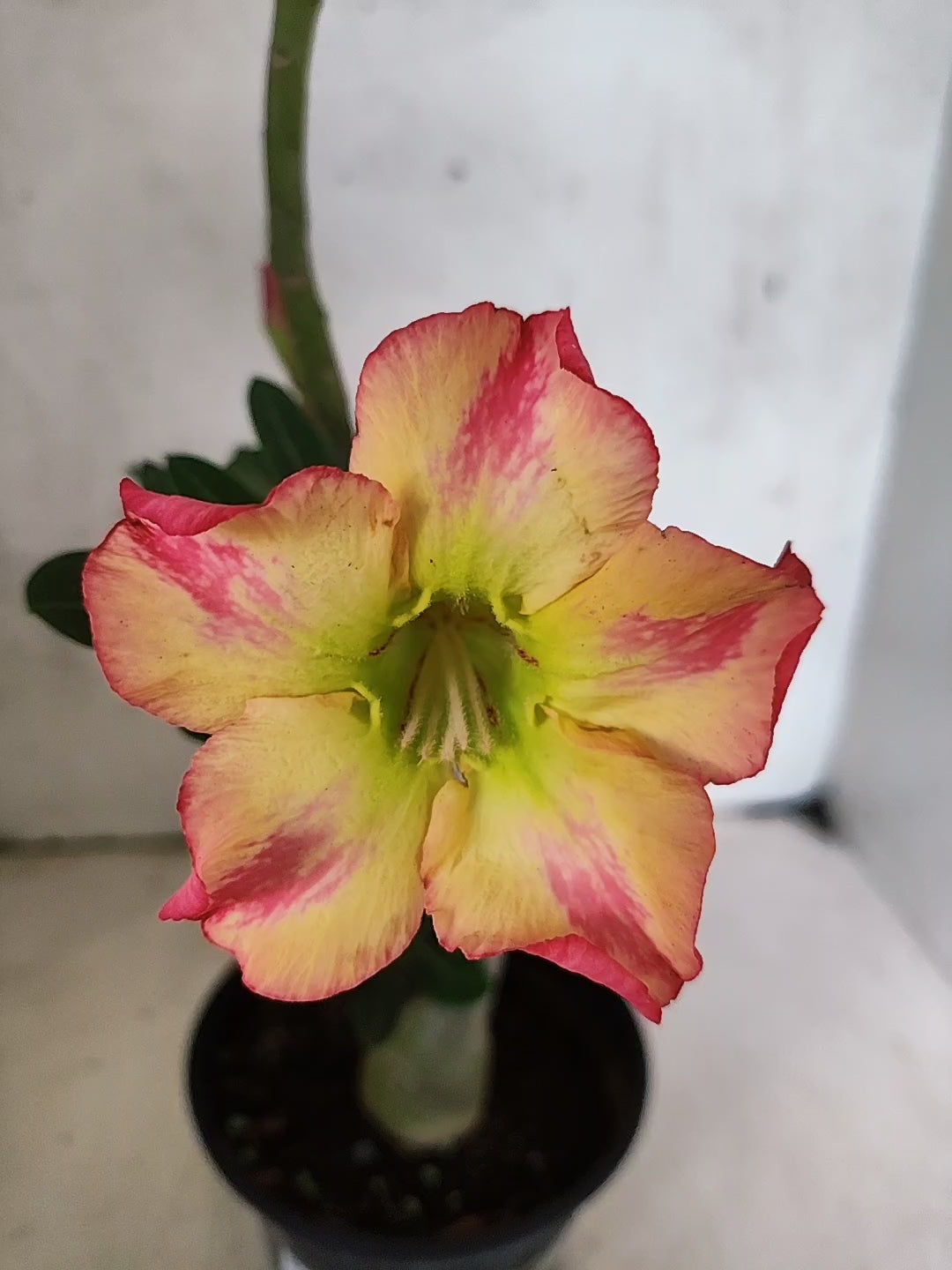 Planta Simples 3498 – 30cm – 02 anos