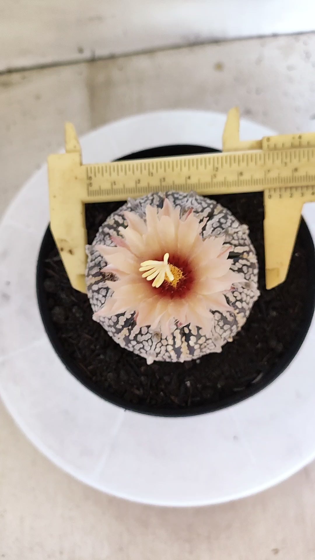 ASTROPHYTUM ASTERIAS SUPER KABUTO "Akabana" Nº 1064 – vaso 15