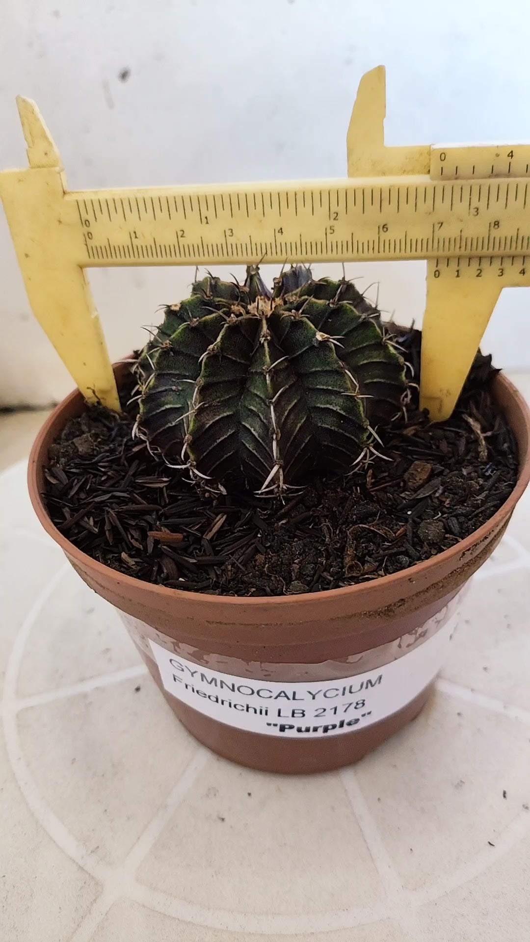 GYMNOCALYCIUM Friedrichii LB 2178 "Purple" - Nº 1205 – vaso 11