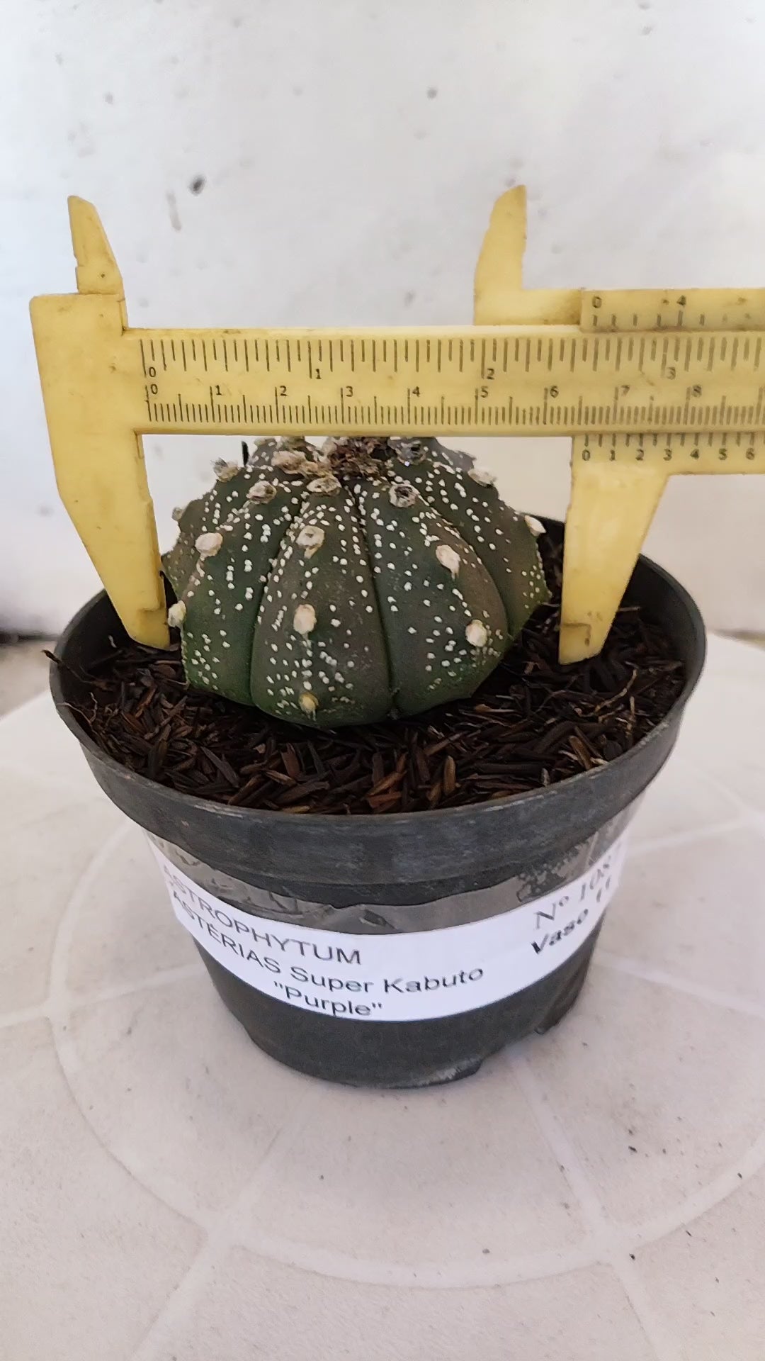 ASTROPHYTUM ASTERIAS "SUPER KABUTO - Purple"   Nº 1087 – vaso 11