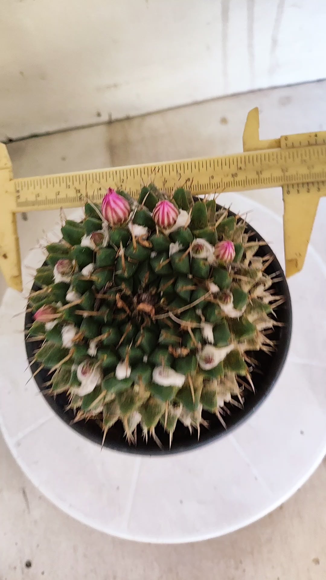 Matriz Cacto Mammillaria "Compressa" Nº 20 - vaso 15