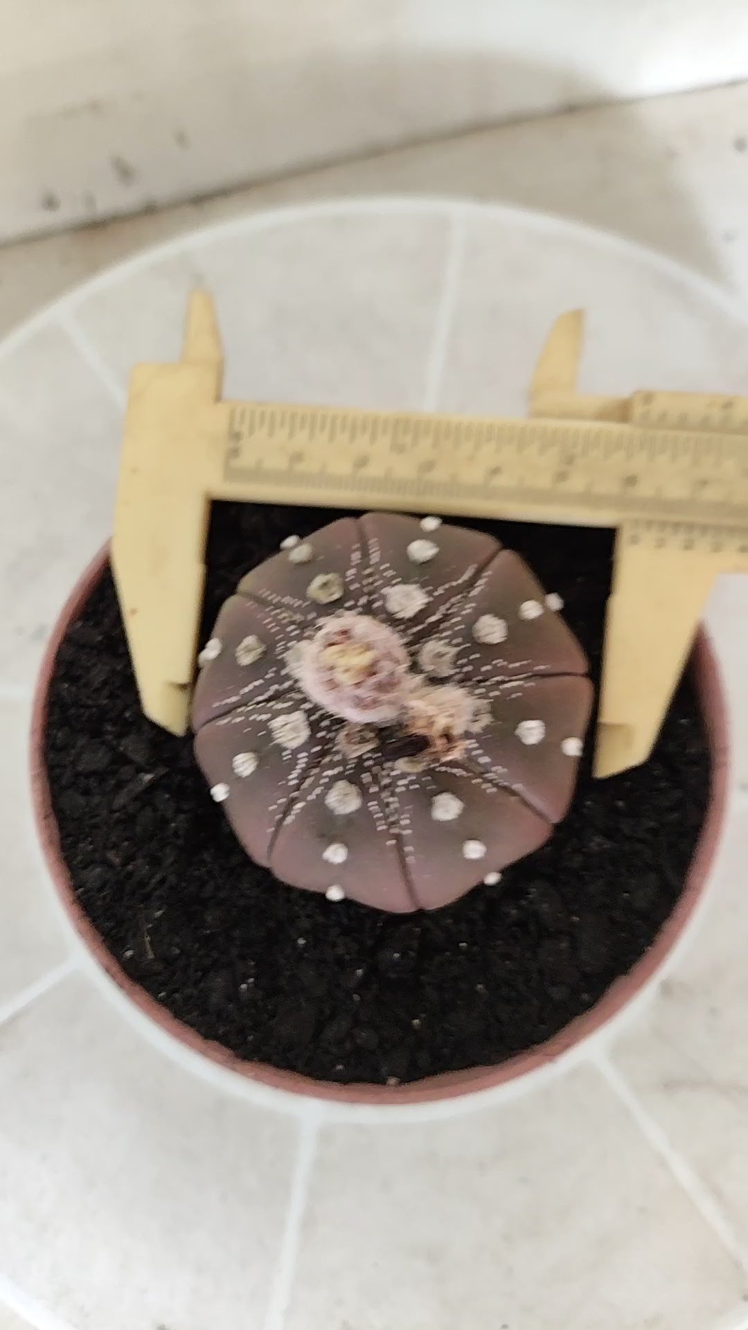 ASTROPHYTUM ASTERIAS "STAR SHAPE - Purple  Nº 1746 – vaso 11