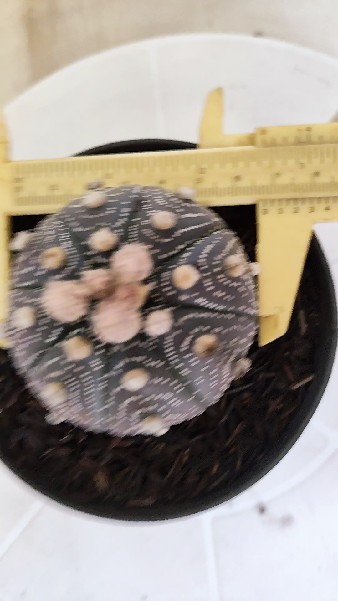 ASTROPHYTUM ASTERIAS “Purple”  Nº 1161 – vaso 11