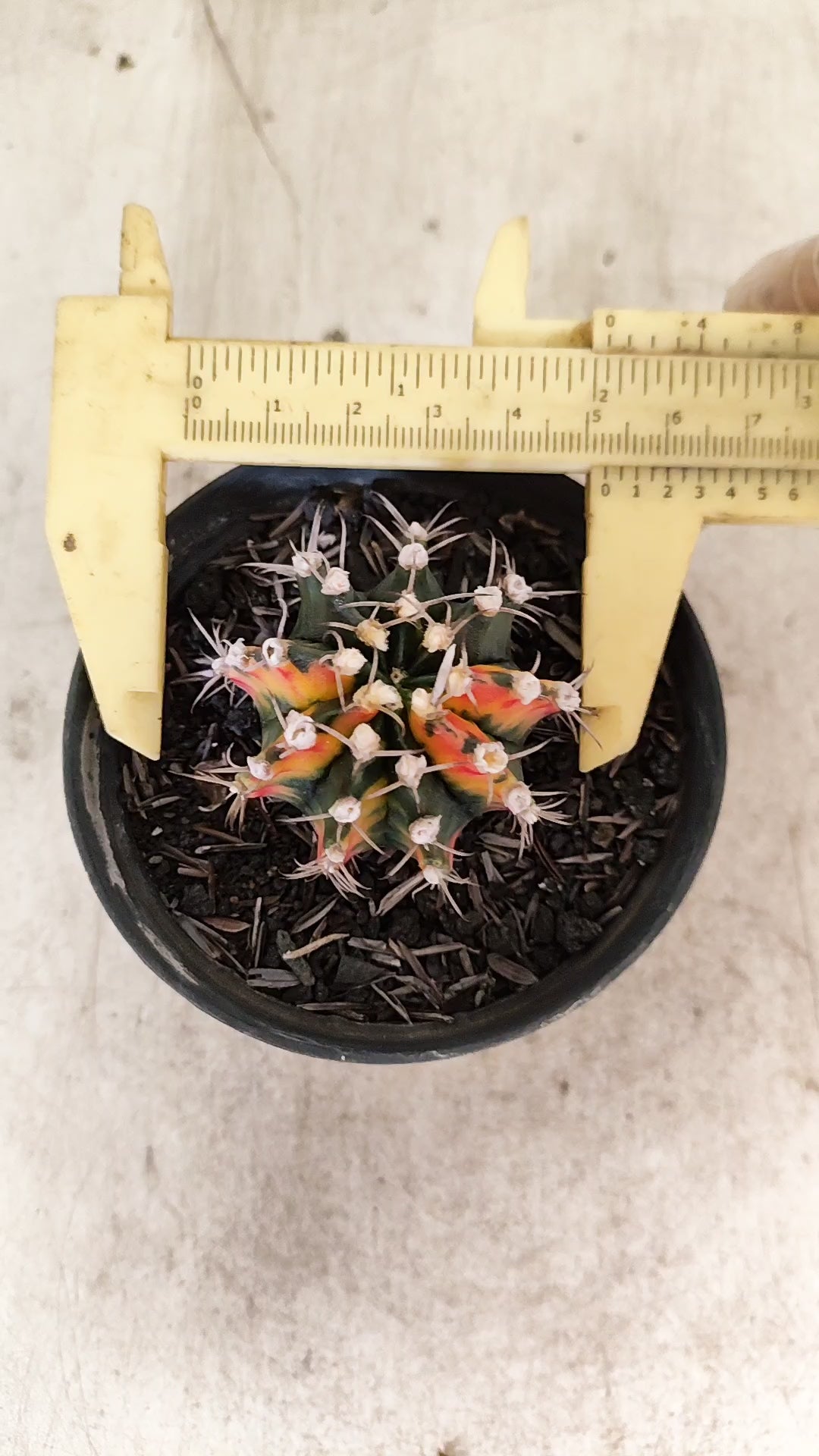 GYMNOCALYCIUM Mihanovichii Nº 637 – vaso 09