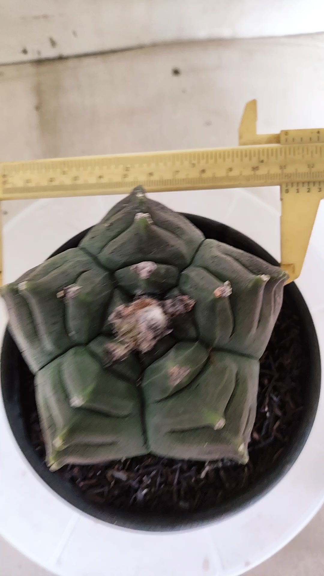 MATRIZ ASTROPHYTUM cv KIKKO  Nº 462  – vaso 15