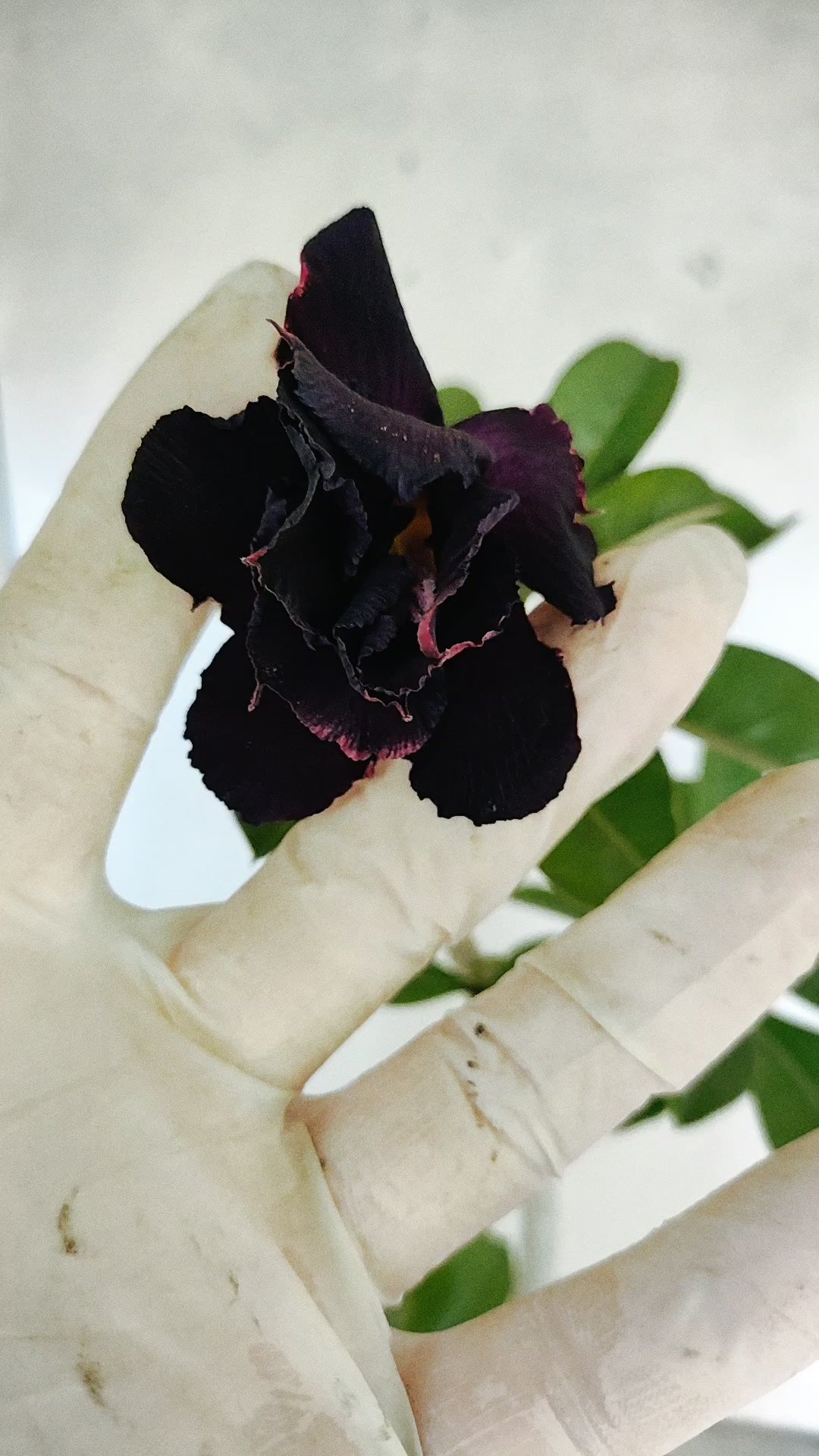 Planta Dobrada 3936 – 35cm – 03 anos