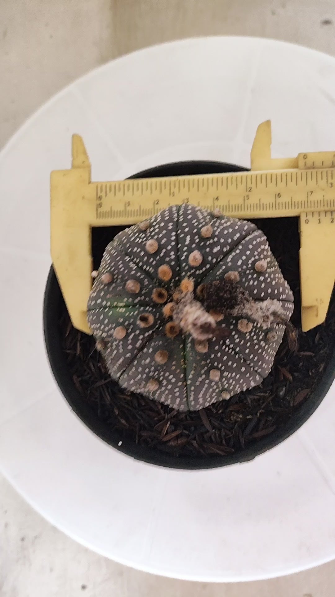 ASTROPHYTUM ASTERIAS “Purple”  Nº 1195 – vaso 11