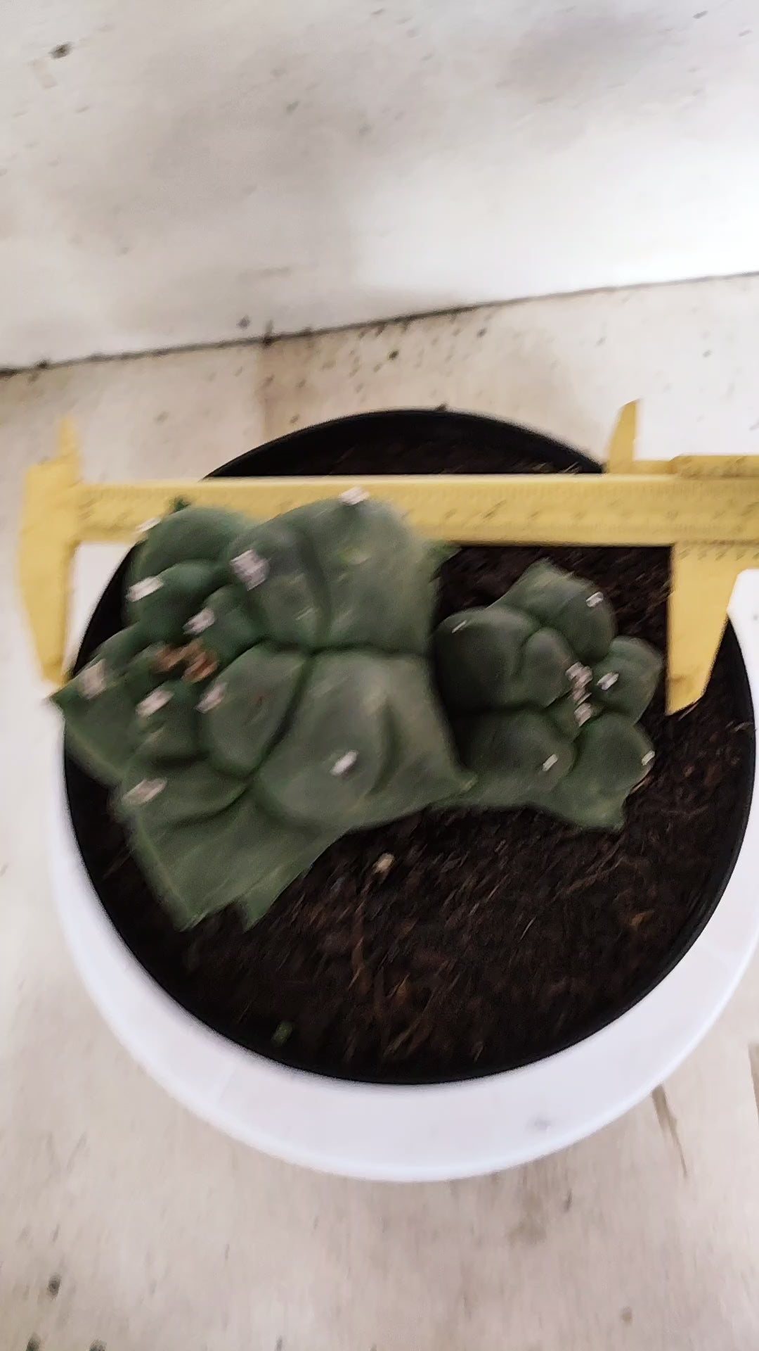 MATRIZ ASTROPHYTUM cv KIKKO "BICÉFALO" Nº 549 – vaso 17