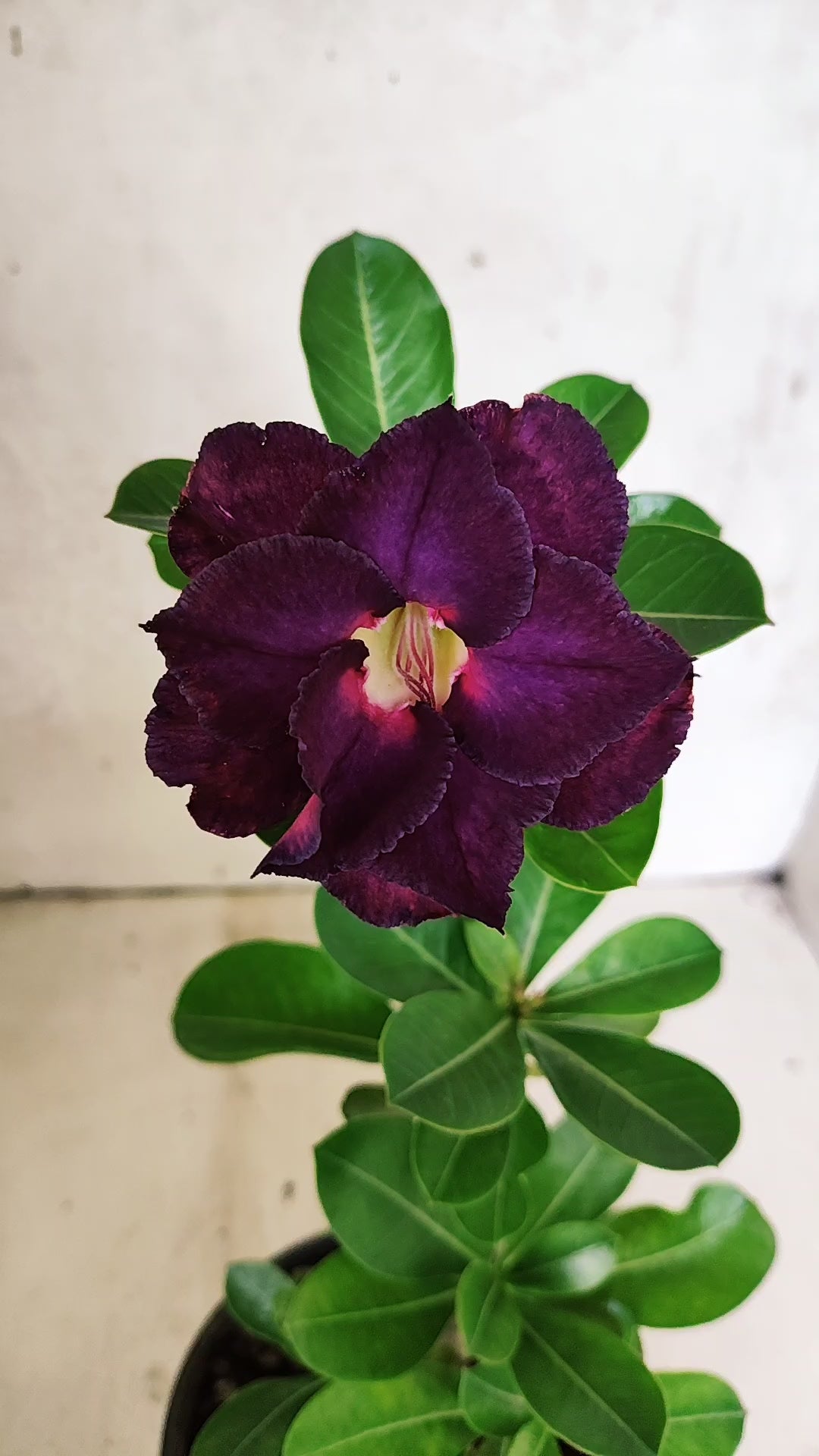 Planta Dobrada 3885 – 30cm – 02 anos