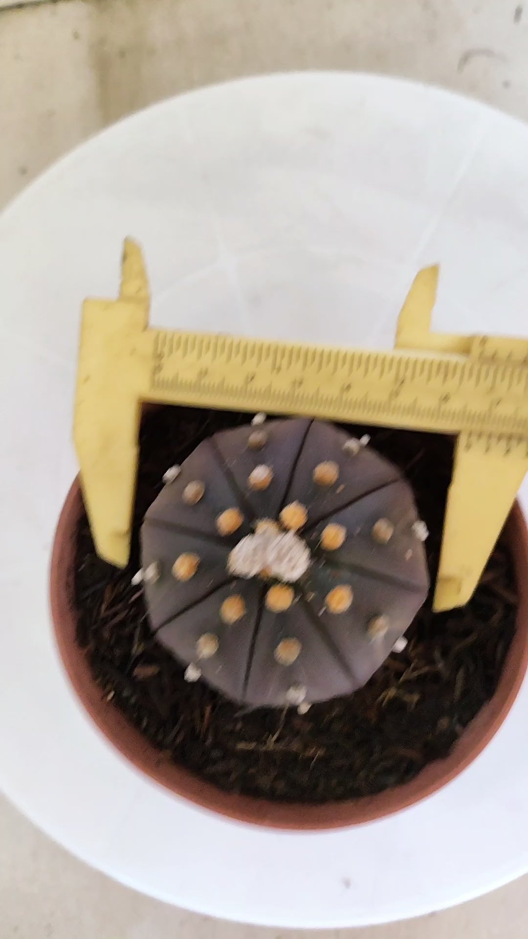 ASTROPHYTUM ASTERIAS “Purple”  Nº 1138 – vaso 11