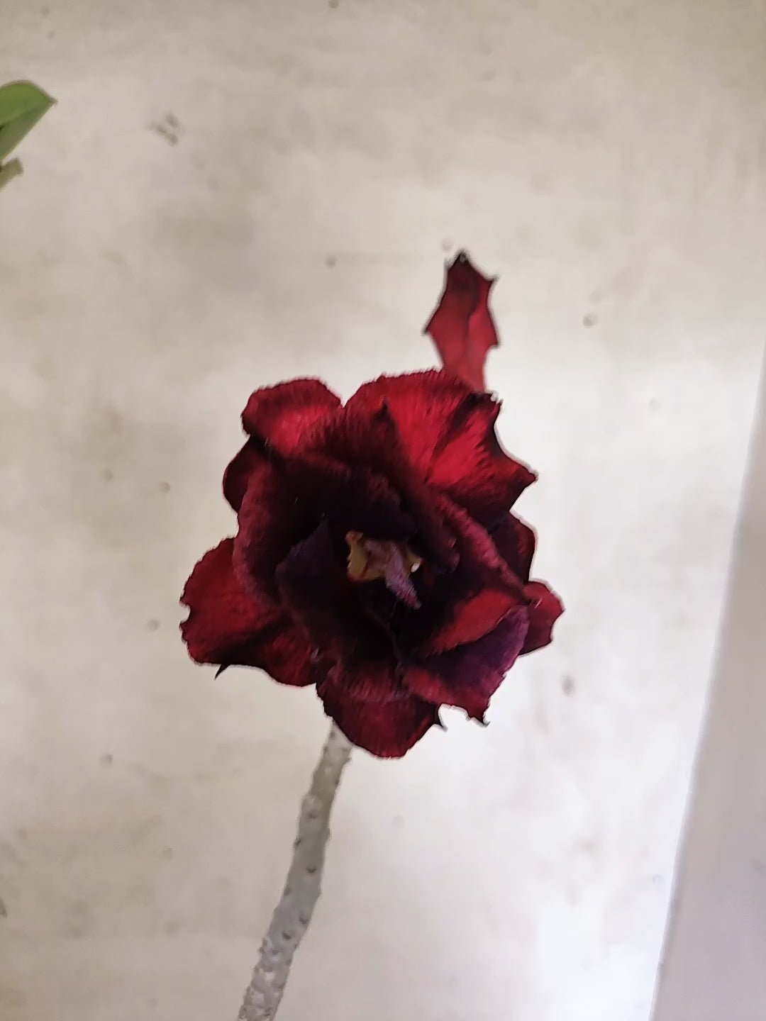 Planta Dobrada 3843 – 35cm – 03 anos