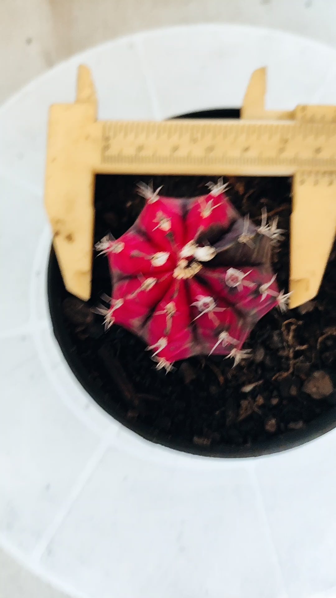 Matriz GYMNOCALYCIUM Mihanovichii Variegata Nº 655 – vaso 11