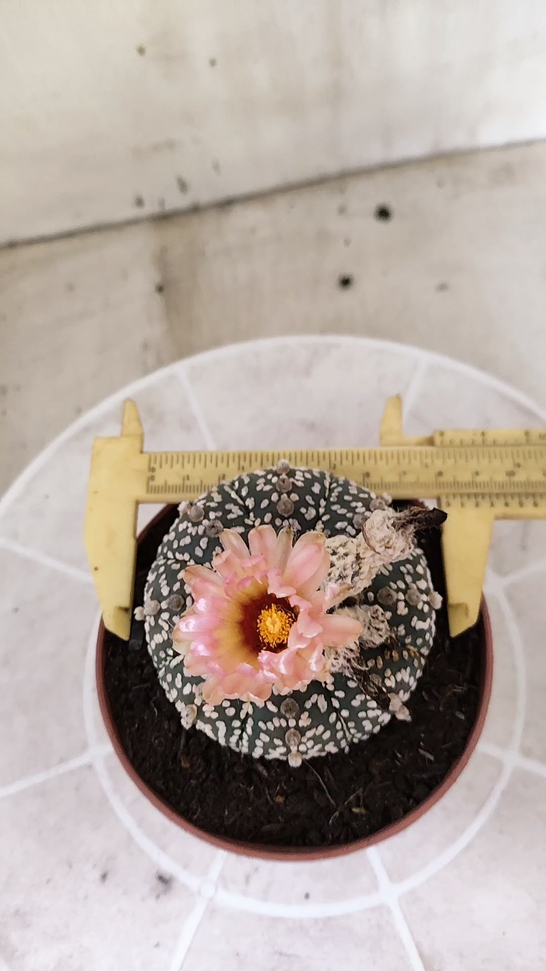 ASTROPHYTUM ASTERIAS SUPER KABUTO  Nº 384 - vaso 11 (Cópia)