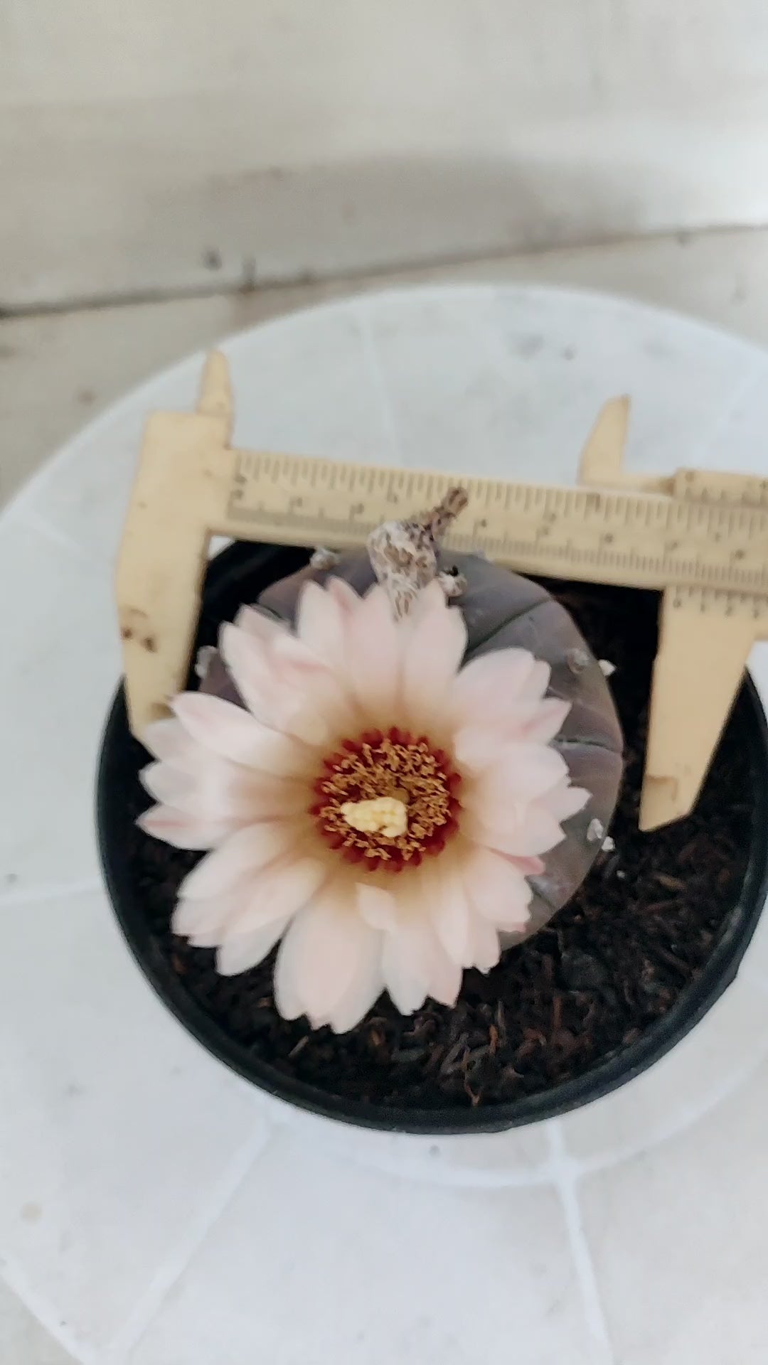 ASTROPHYTUM ASTERIAS “Purple - Akabana”  Nº 1133 – vaso 11