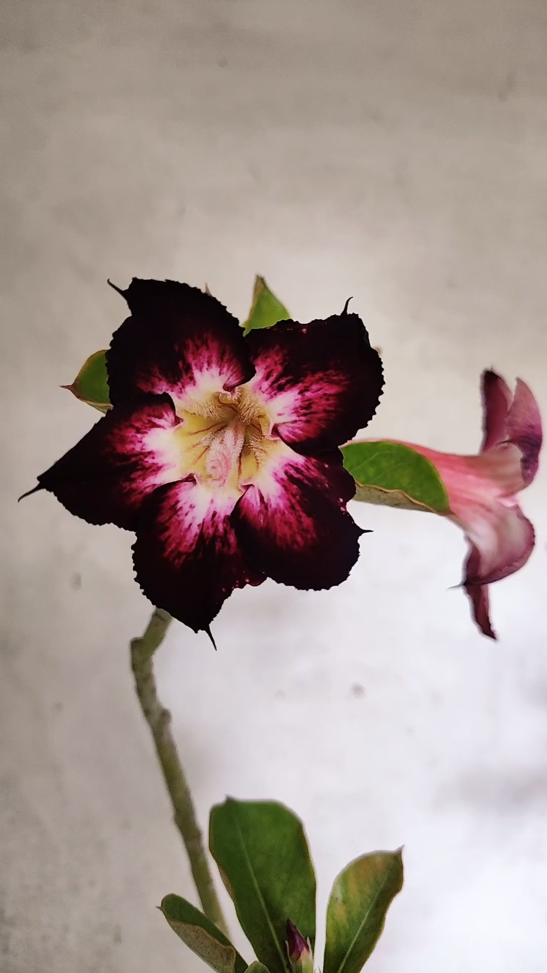 Planta Simples 3531 – 35cm – 03 anos