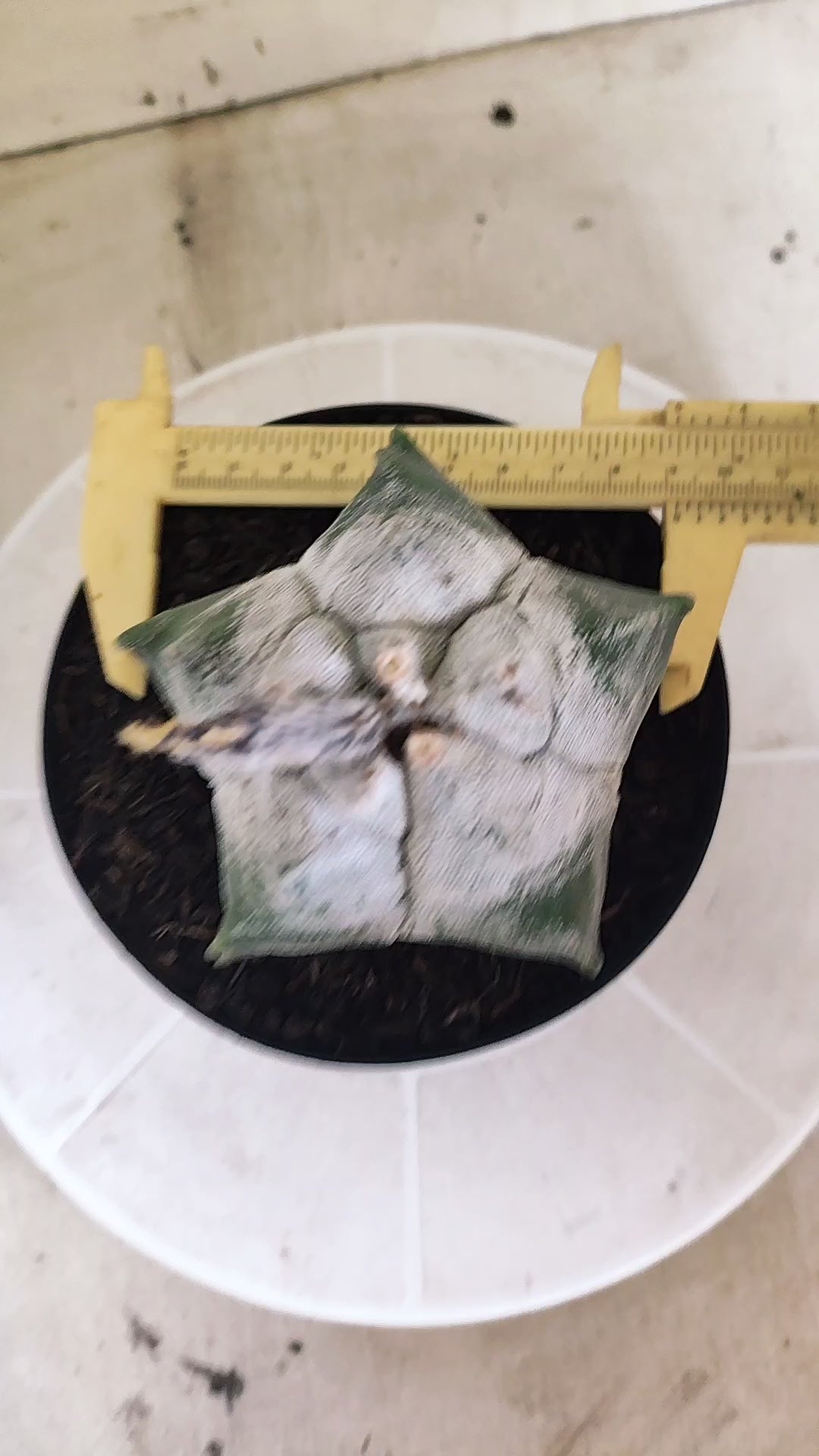 MATRIZ ASTROPHYTUM cv KIKKO  Nº 1513 – vaso 15