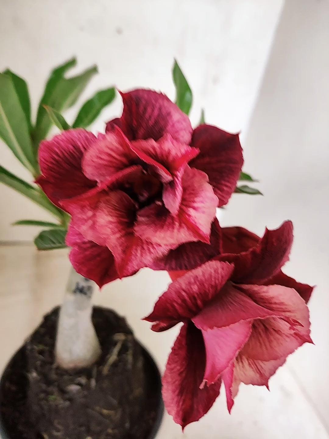 ENXERTO 12685 – 20cm (cor LM 1021)