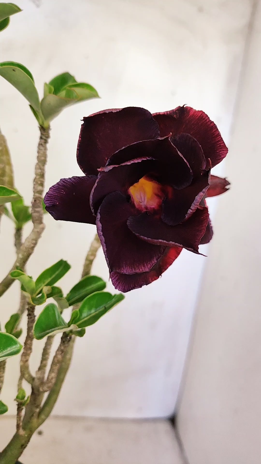 Planta Dobrada 4013 – 35cm – 03 anos - Vaso 15