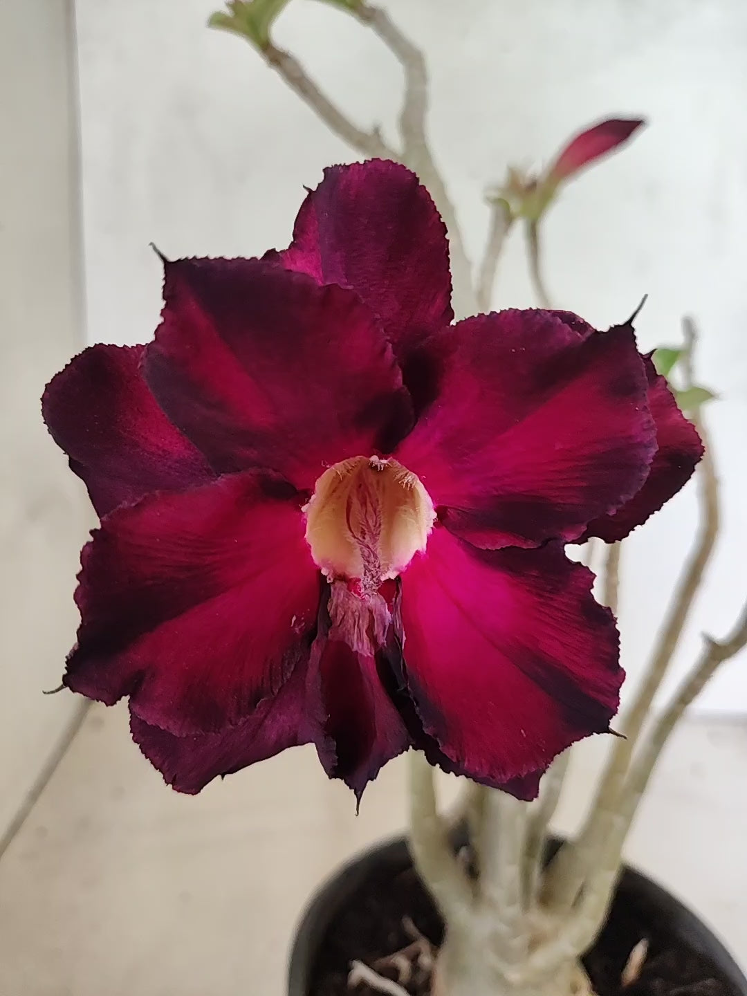 Planta Dobrada 3848 – 35cm – 03 anos