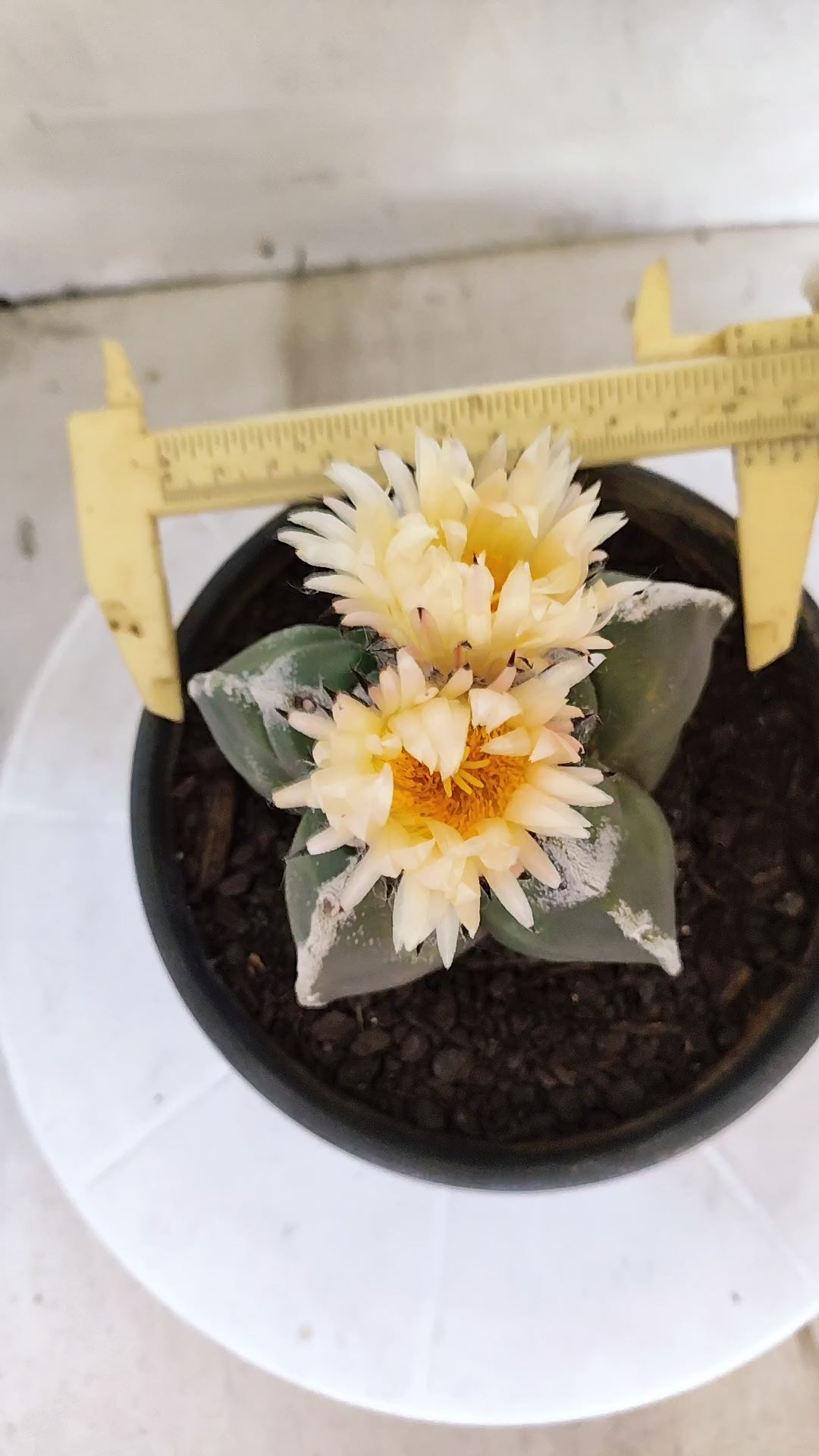 MATRIZ ASTROPHYTUM cv KIKKO   Nº 1073 – vaso 15