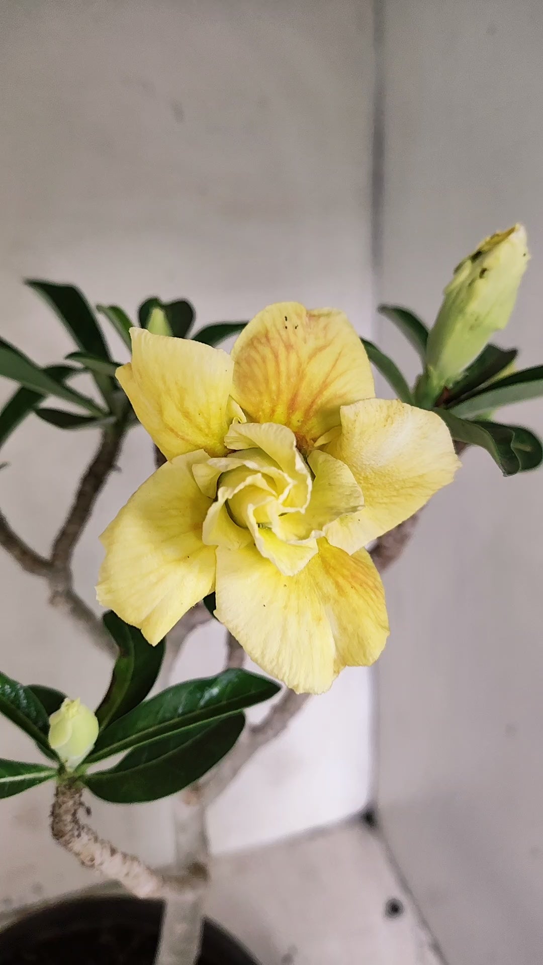 Matriz Planta Dobrada 286 –  40cm – 03 anos - Vaso 20