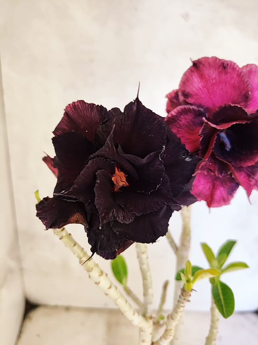 Planta Dobrada 3864 – 35cm – 03 anos