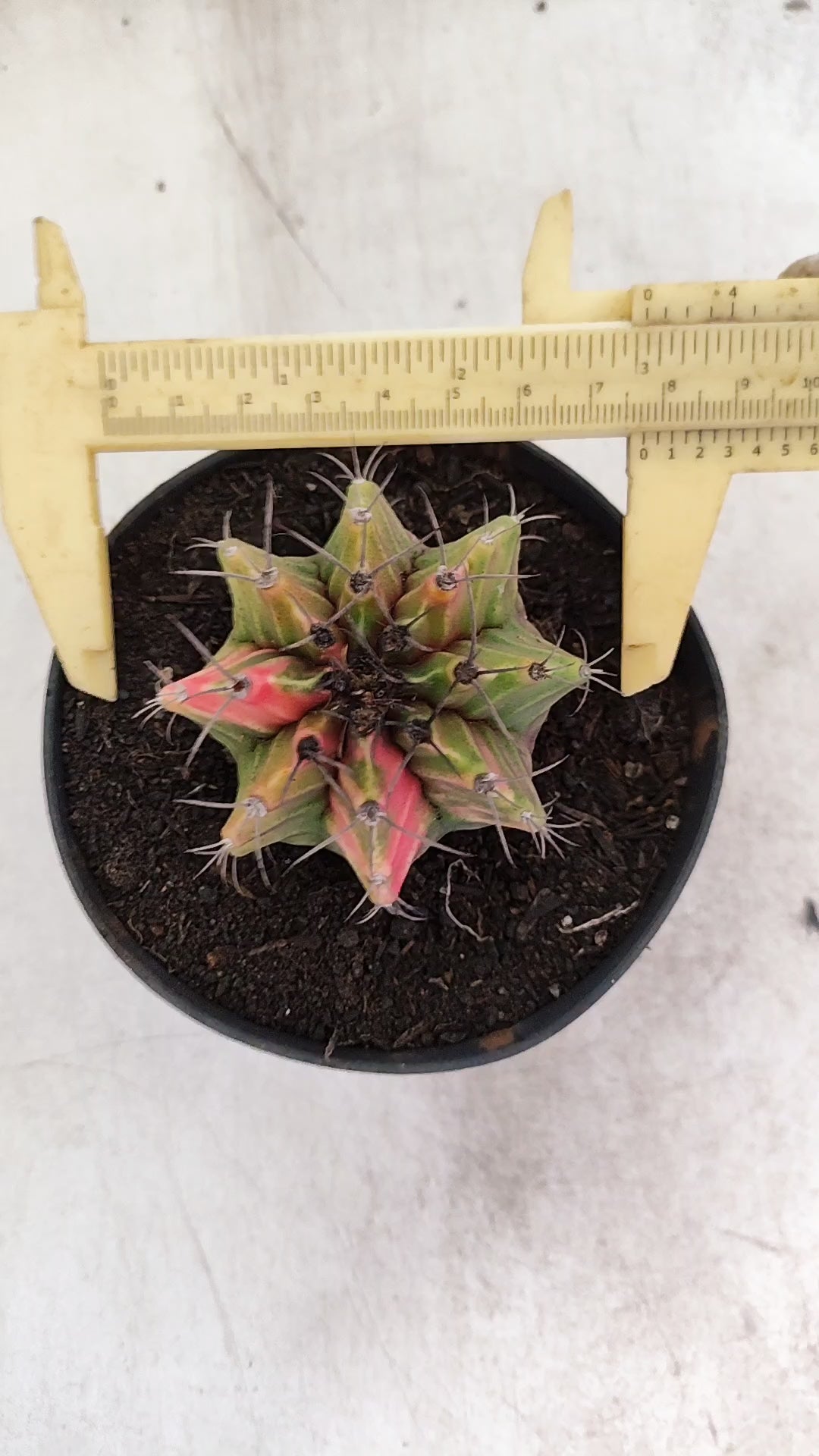 GYMNOCALYCIUM Mihanovichii "Variegata" Nº 703 – vaso 11