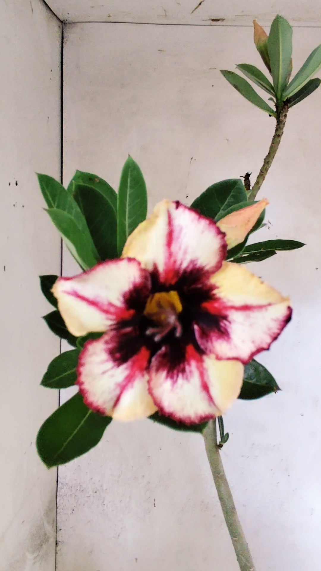 Planta Simples 3519 – 35cm – 02 anos
