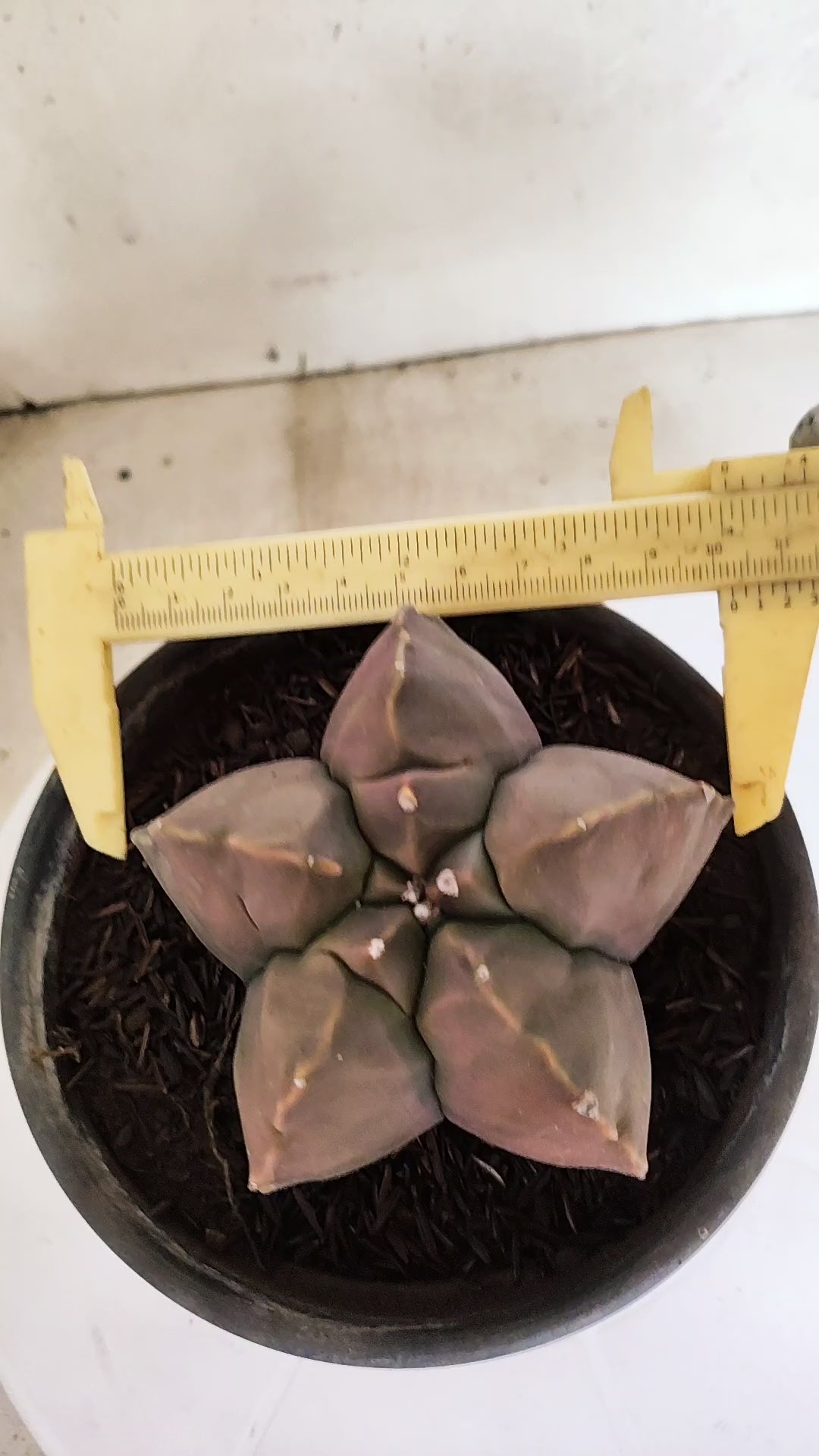 MATRIZ ASTROPHYTUM cv KIKKO  Nº 1173 – vaso 15