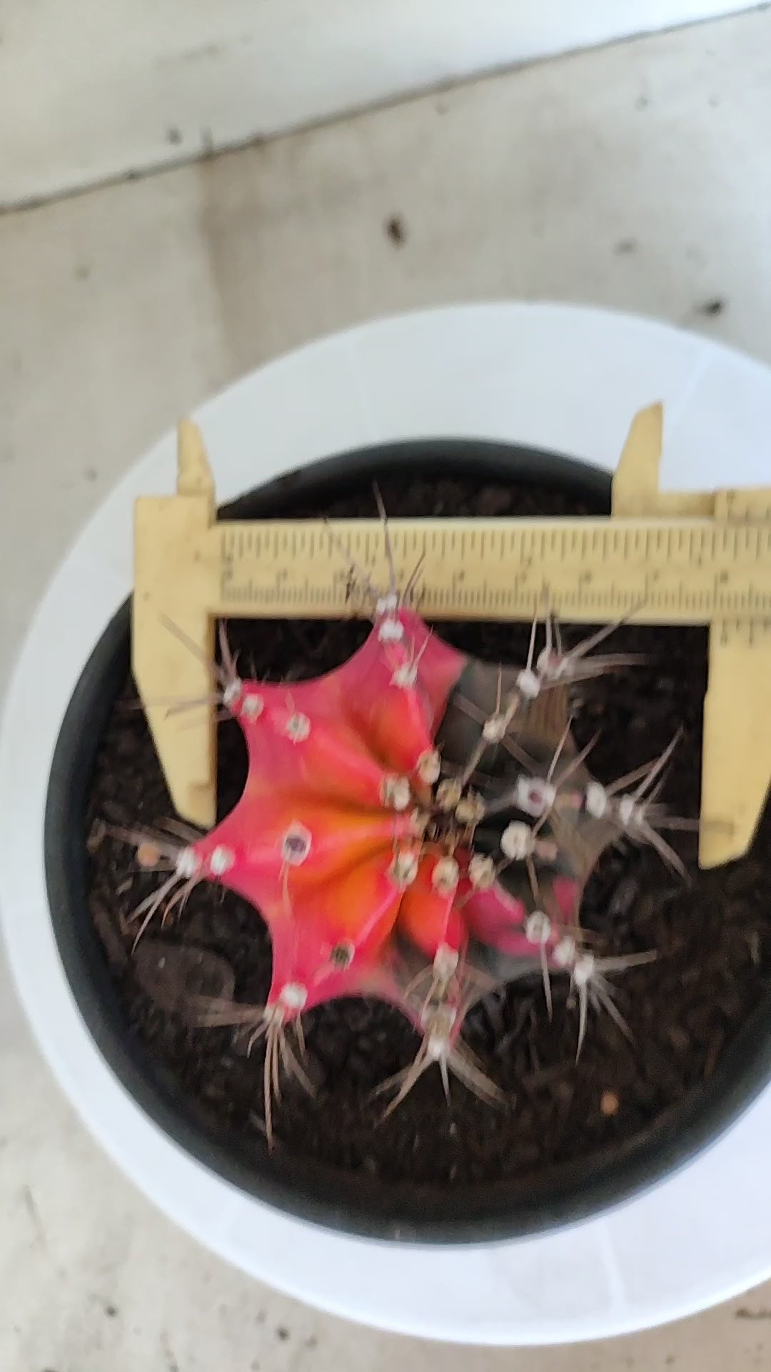Matriz GYMNOCALYCIUM Mihanovichii Variegata Nº 1314 – vaso 15