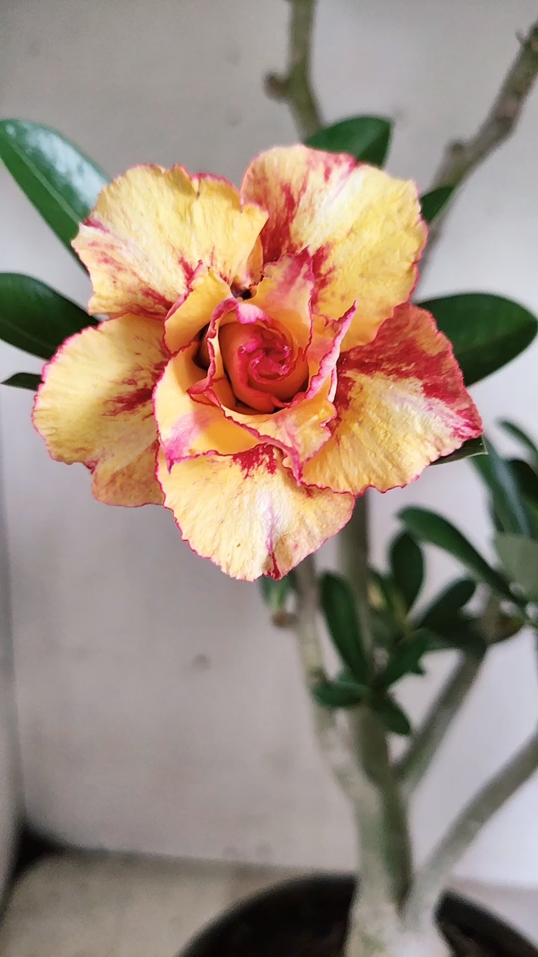 Planta Dobrada 4090 –  45cm – 03 anos - Vaso 20