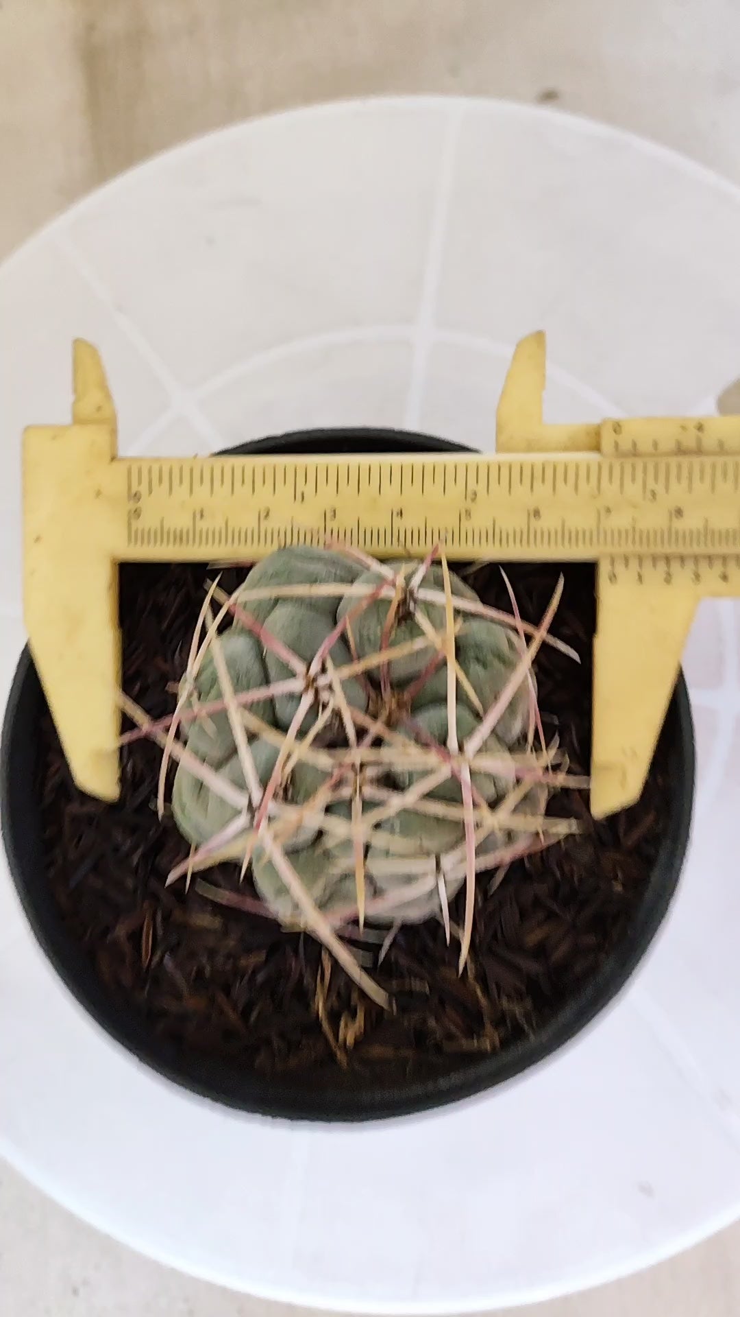 MATRIZ THELOCACTUS Hexaedrophorus Nº 150 – VASO 11
