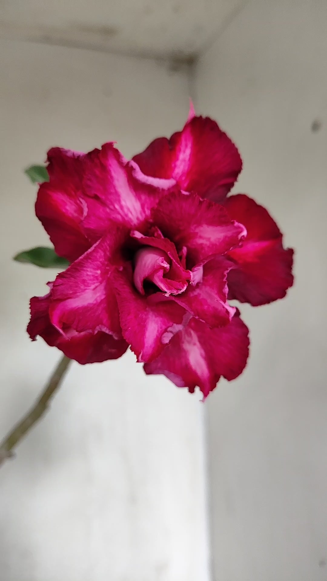 Planta Dobrada 4052 – 30cm – 02 anos - Vaso 15