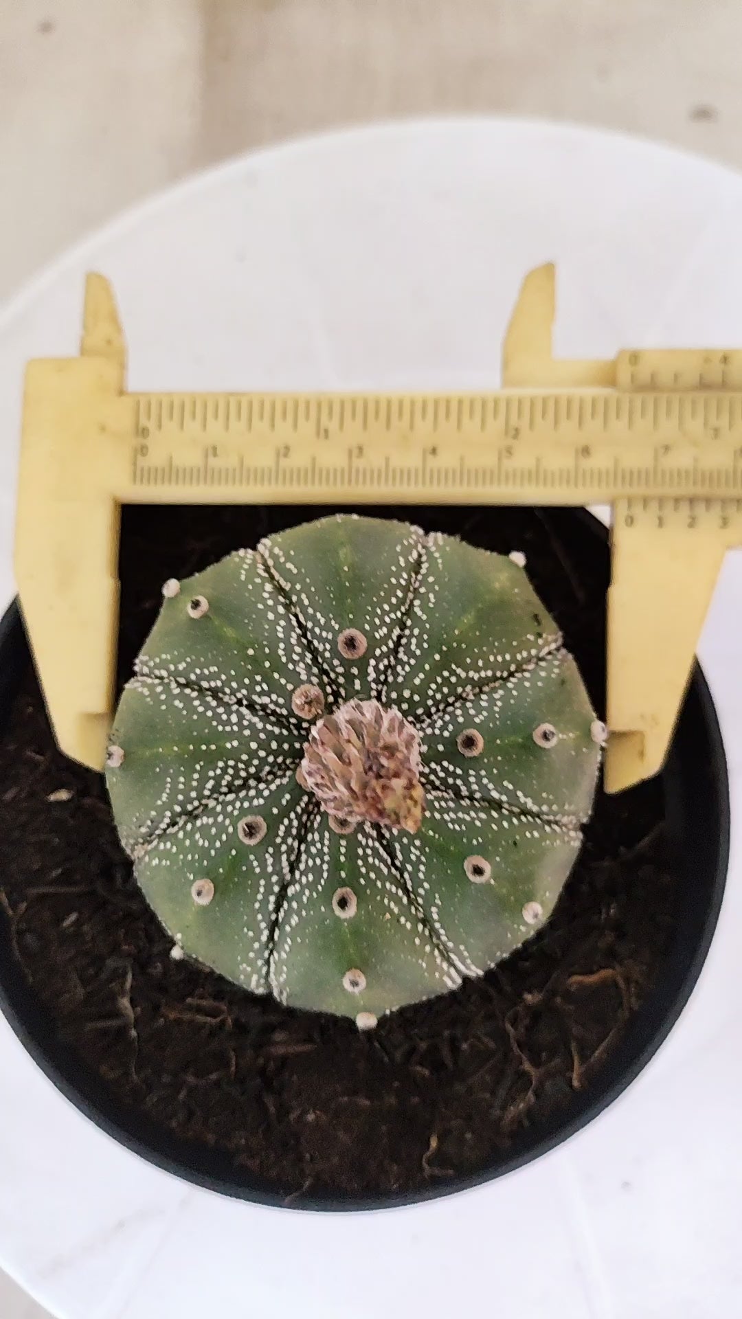 ASTROPHYTUM ASTERIAS   Nº 1065 – vaso 11