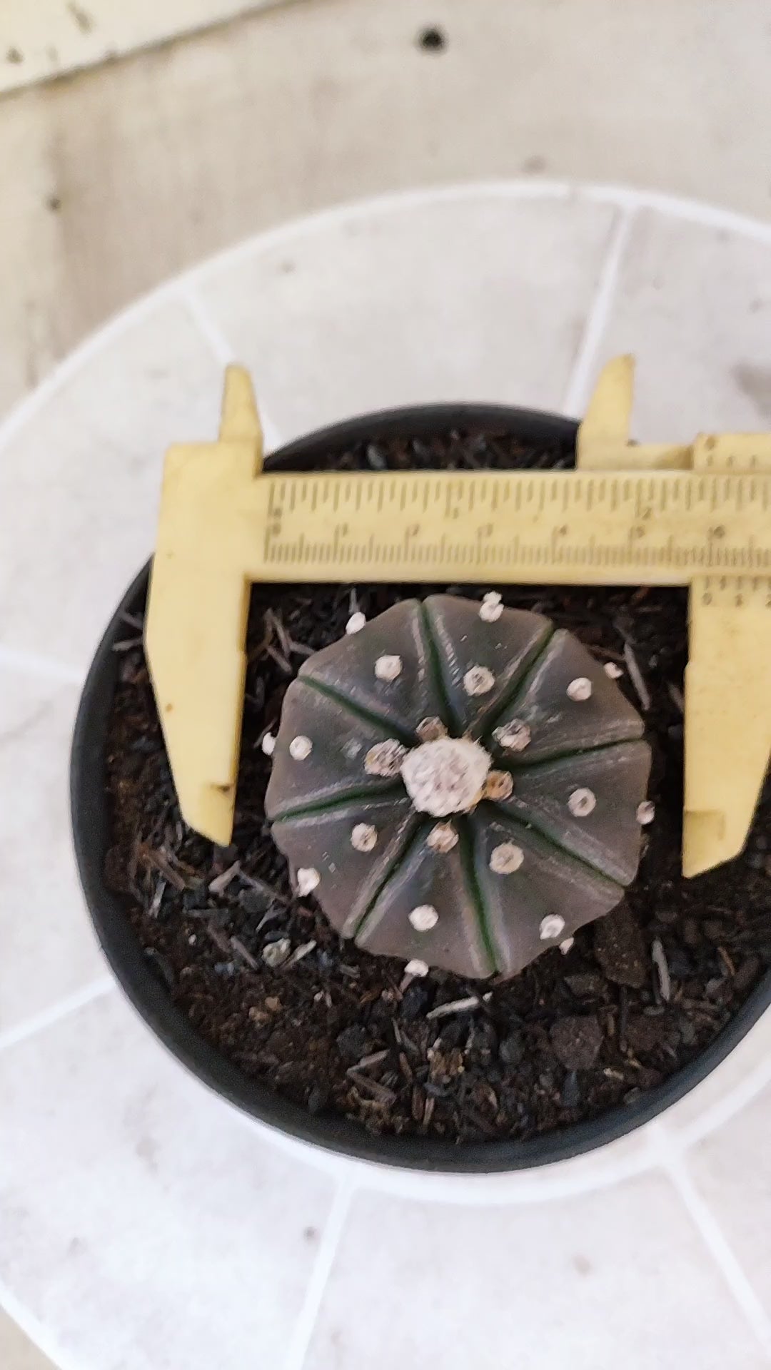ASTROPHYTUM ASTERIAS “Purple”  Nº 1730 – vaso 11