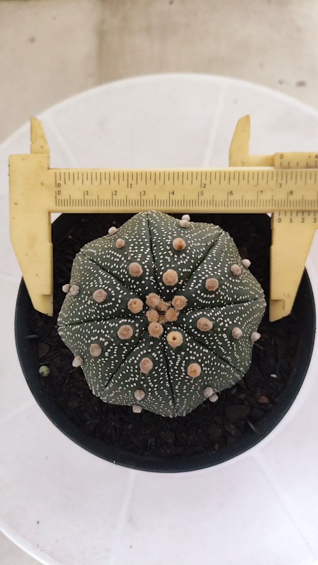 ASTROPHYTUM ASTERIAS STAR SHAPE Nº 1132 – vaso 11