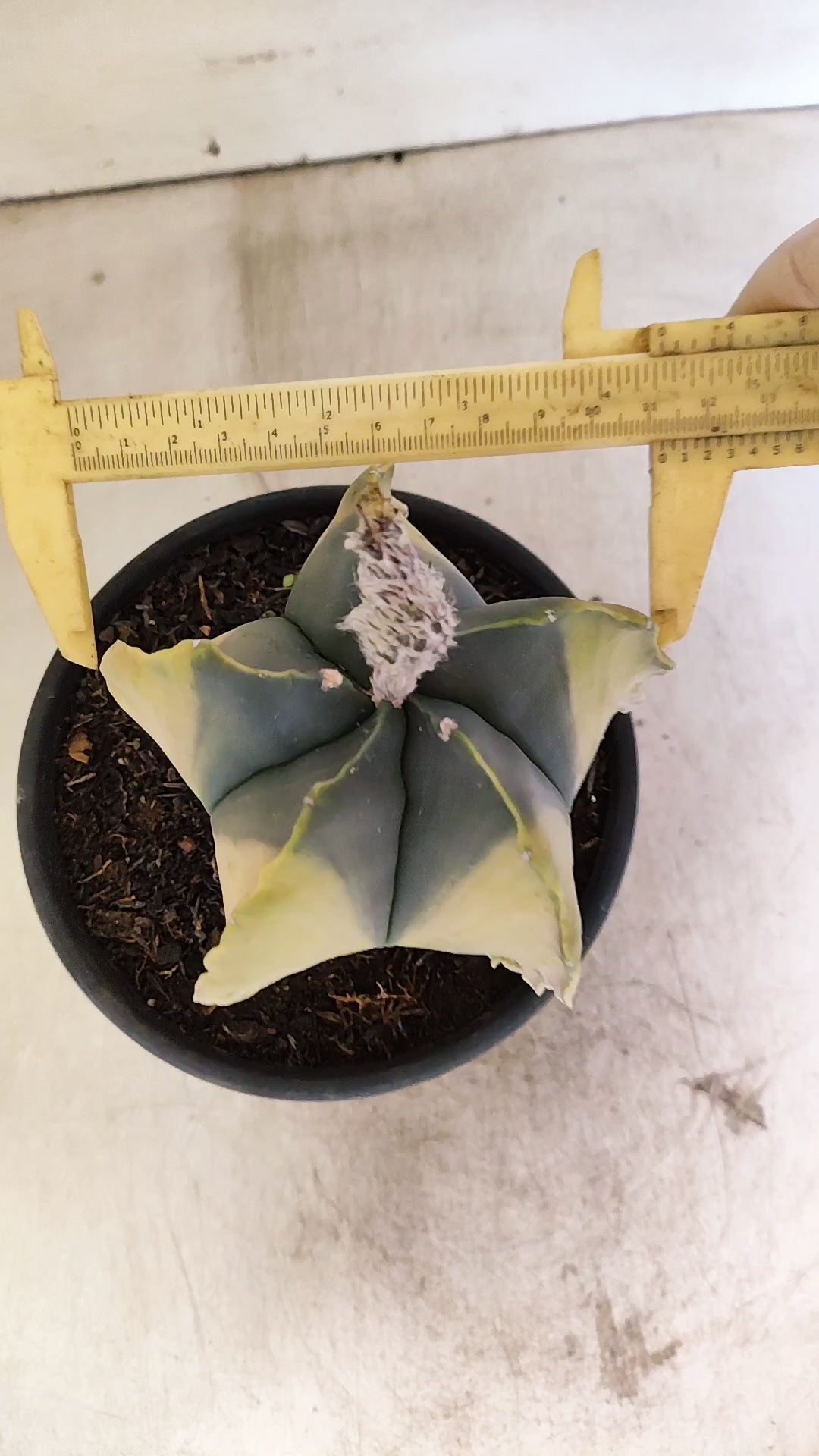 MATRIZ ASTROPHYTUM Myriostigma "Variegata" Nº 1135 – vaso 15