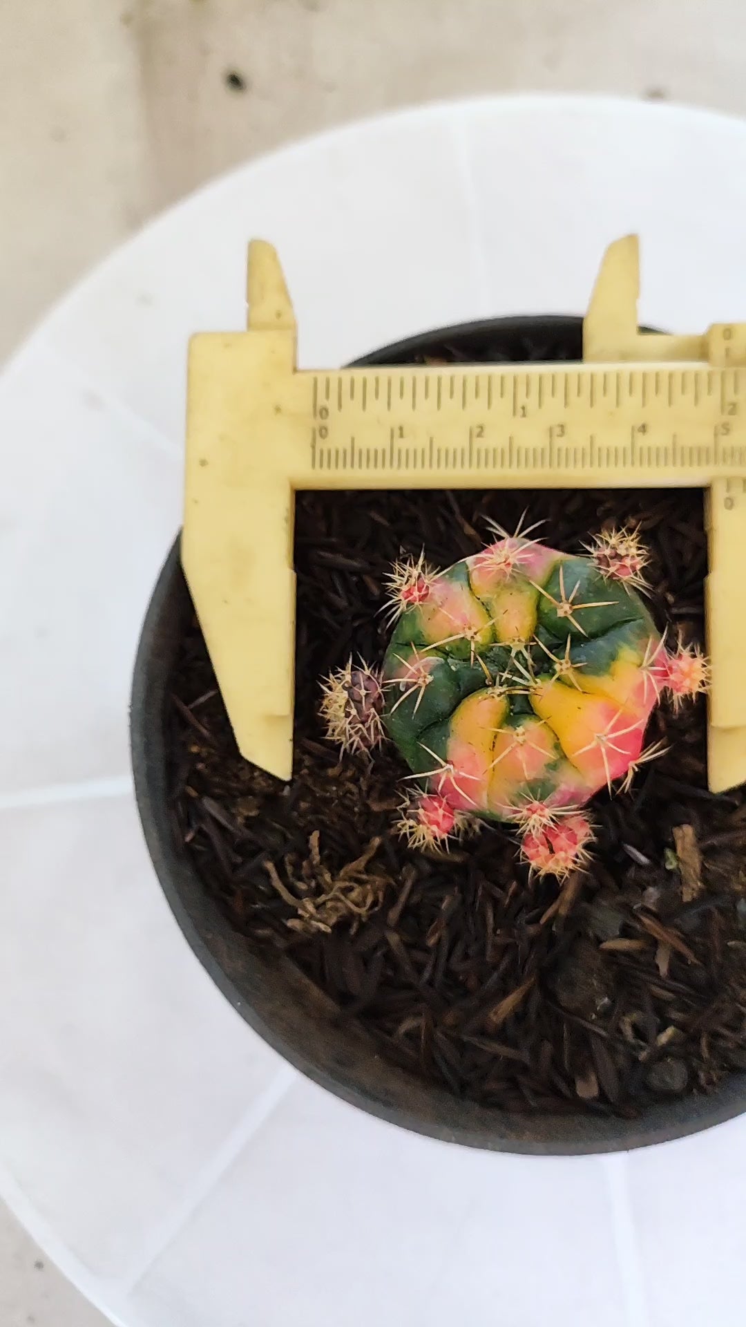 GYMNOCALYCIUM DAMSII Variegata Nº 625 – vaso 11
