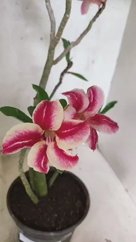 Planta Simples 3527 – 35cm – 03 anos