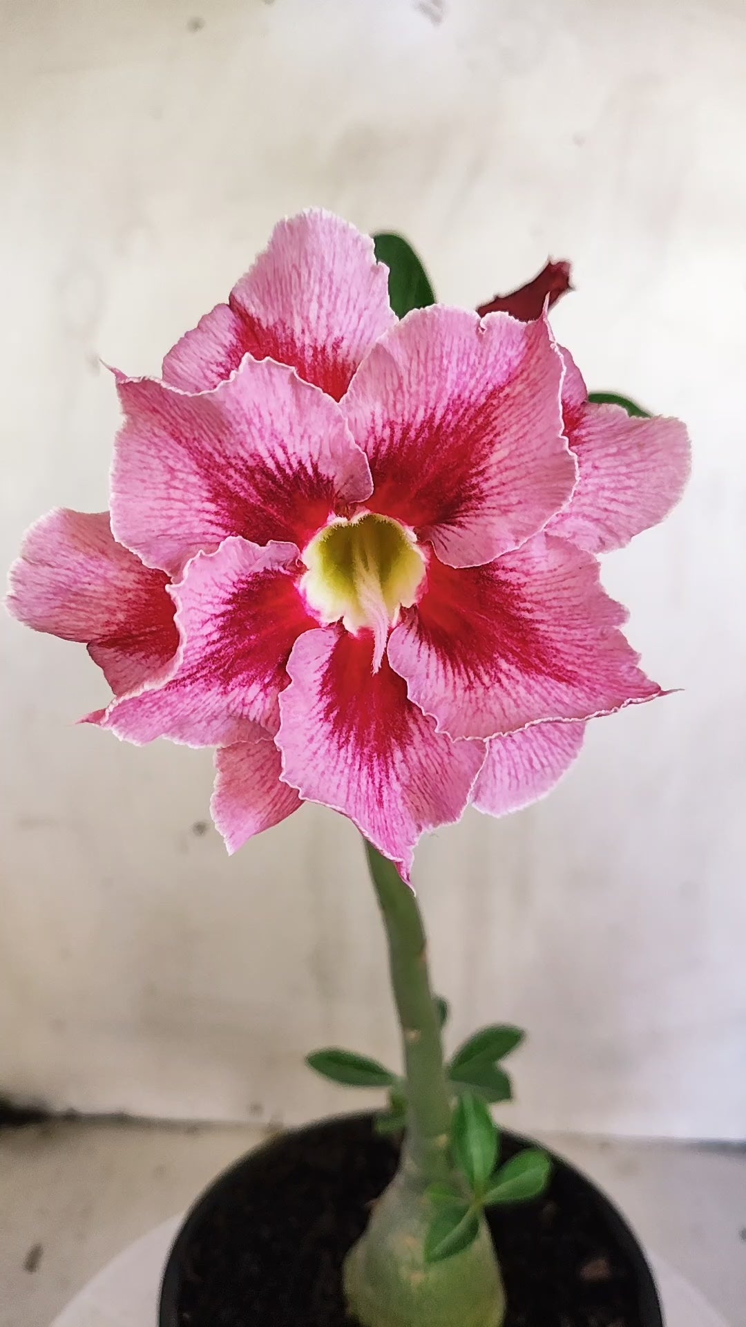 Planta Dobrada 4011 – 25cm – 01 ano - Vaso 15